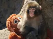 PETA Criticizes Viral Baby Macaque's Zoo Treatment Amid IKEA Toy Craze