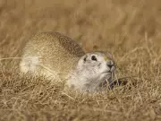 Prairie Premiers Demand Exemption from Federal Strychnine Ban Amid Gopher Crisis