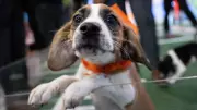 Puppy Bowl XXII Spotlights Senior Dogs to Boost Adoption Rates