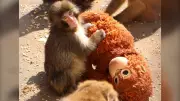 Rights Group Condemns Treatment of Viral Japanese Monkey in New Report