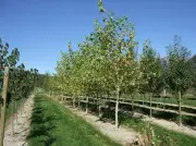 Saskatchewan Tree Farm Employer Faces Charges for Alleged Exploitation of Foreign Workers