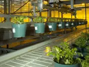 Surrey Greenhouse Manager Faces $7M Lawsuit Over Alleged Fake Invoices