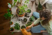 The City Gardener's Guide: Mastering the Art of Repotting Houseplants