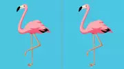 The Flamingo Sleep Position: What It Says About Your Health and Comfort