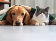 Toronto Humane Society Urges Pet Safety and Love Basket Support for Valentine's Day