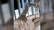 Toronto Zoo Celebrates Birth of Giraffe Calf Following Father's Passing
