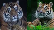 Toronto Zoo Euthanizes 17-Year-Old Sumatran Tiger Hari After Compassionate Decision