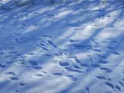 Tracks in the Snow: A Journey Through Alberta's Winter Wildlife