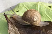U.K. Zoo Celebrates Snail's Return from Extinction's Edge