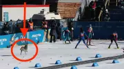 Uninvited Husky Steals the Show at Women's Cross-Country Ski Race in Italy