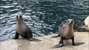 Vancouver Aquarium Welcomes Sea Lions Holly and Maui from Closed Ontario Zoo