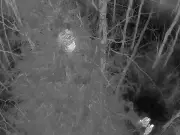 Wanted Man Arrested After RCMP Drone Spots Him Climbing Tree on First Nation