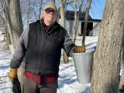 Warm Weather Triggers Early Maple Syrup Season in Essex County