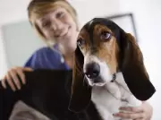 Workplace Conflict Erupts Over Pet Bereavement Leave Request