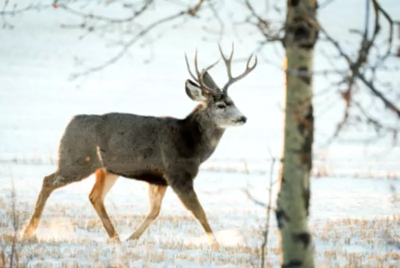 $2K Reward Offered for Information on Unlawful Deer Killing in B.C.'s Okanagan