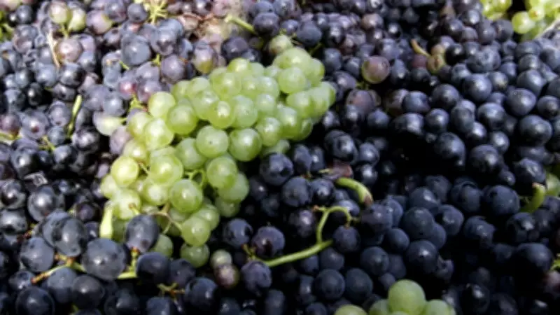600-Year-Old Pinot Noir Grape Discovered in Medieval French Latrine