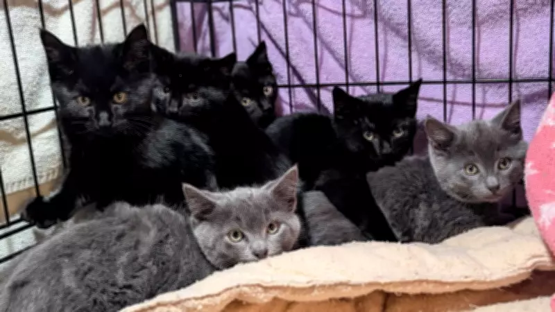 AirTag Saves Kittens: Mother Cat Tracked to Surrey Shed Roof in Rescue