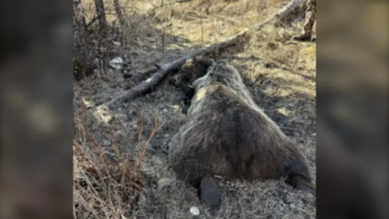 Alberta Authorities Hunt Bear Poacher After Grizzly Illegally Killed Near Calgary