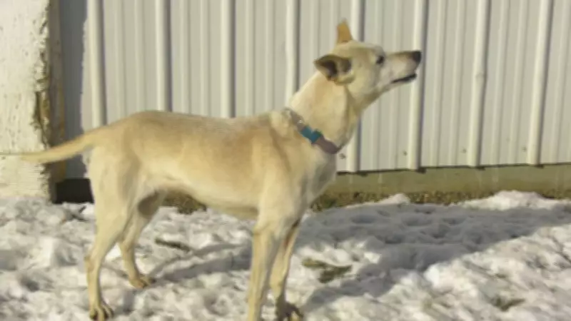 Alberta Non-Profit Advocates for Stronger Animal Protection Laws and Enforcement