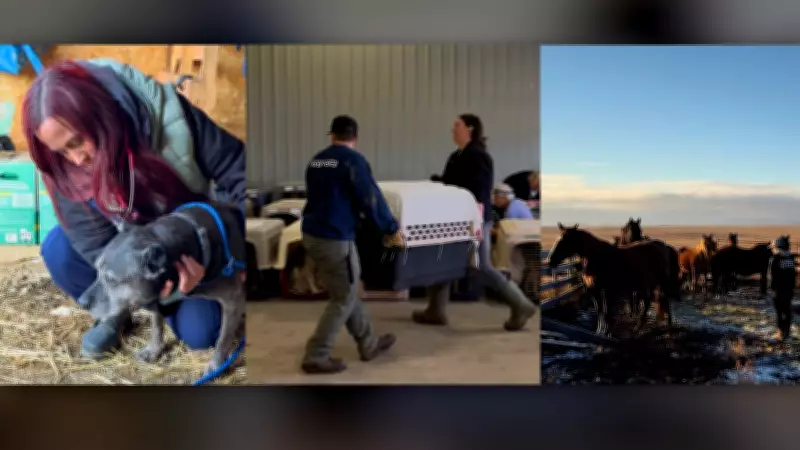 Alberta Overhauls Animal Protection Laws After Two Decades