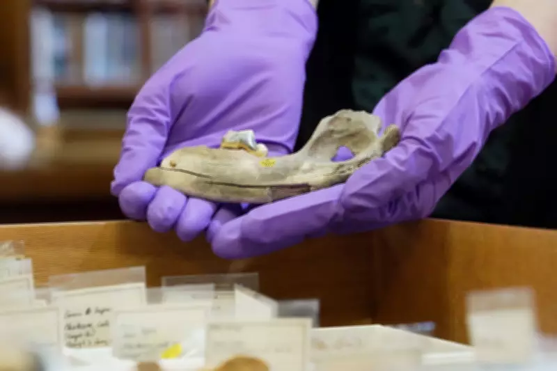 Ancient Dog Jawbone Discovery Rewrites Canine History Timeline