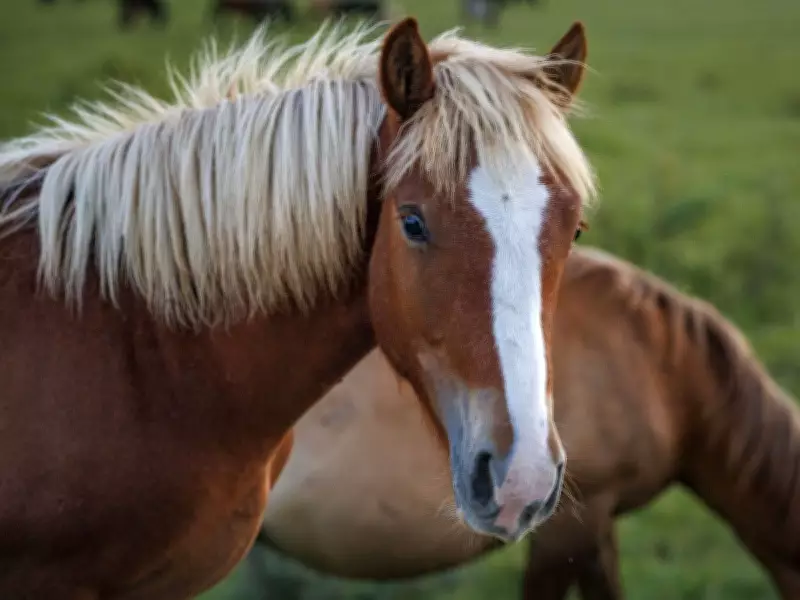 Animal Welfare Group Demands Ban on Edmonton's Horse Meat Exports to Japan