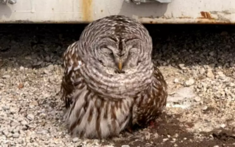 Another Injured Owl Rescued in Simcoe County, Highlighting Wildlife Distress