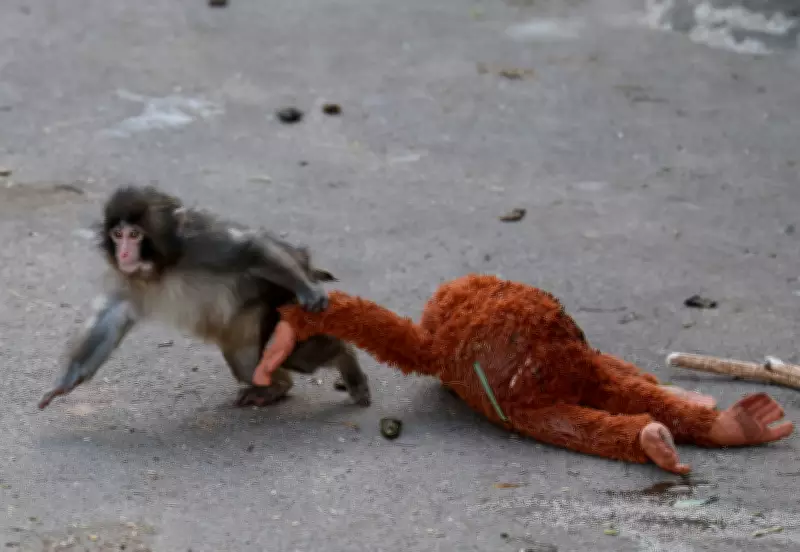 Baby Macaque 'Punch' Finds Friendship with Stuffed Orangutan at Japanese Zoo