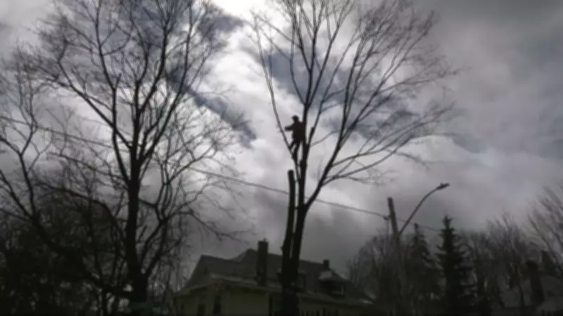 Barrie Reflects on Lessons from Last Year's Devastating Ice Storm