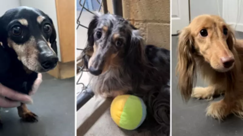 B.C. SPCA Recommends Charges Against Dachshund Breeder for Animal Neglect