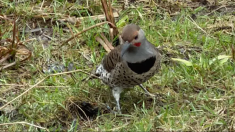 B.C. Woman Swaps Screen Time for Birdwatching Bliss, Discovers 'Simple Joy'