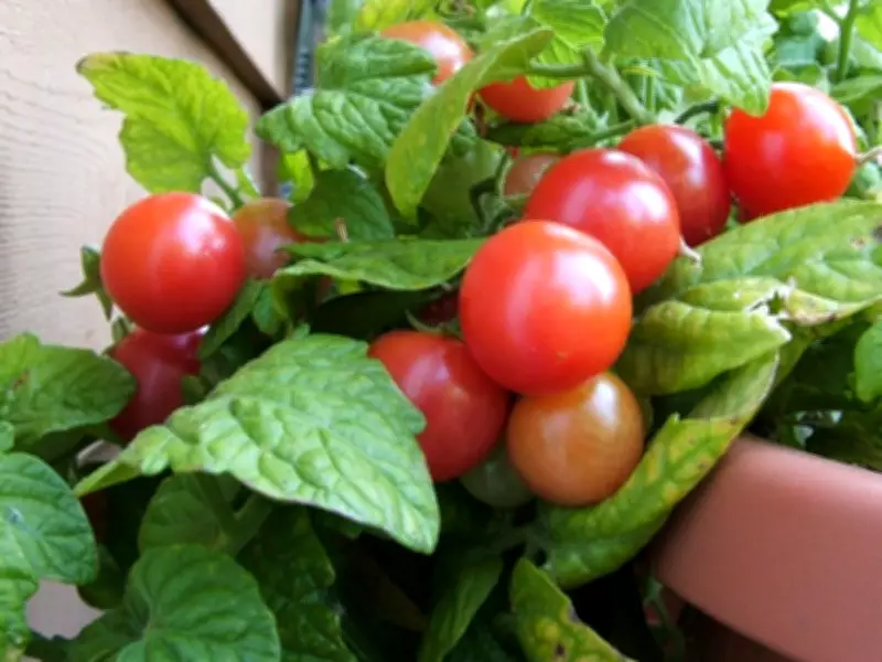 Best Micro Tomato Plants for Balcony Container Gardens in Urban Spaces