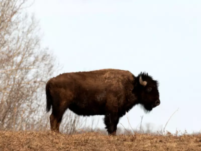 Bison Named Edmonton's 2026 Critter of the Year, Public to Vote on Art