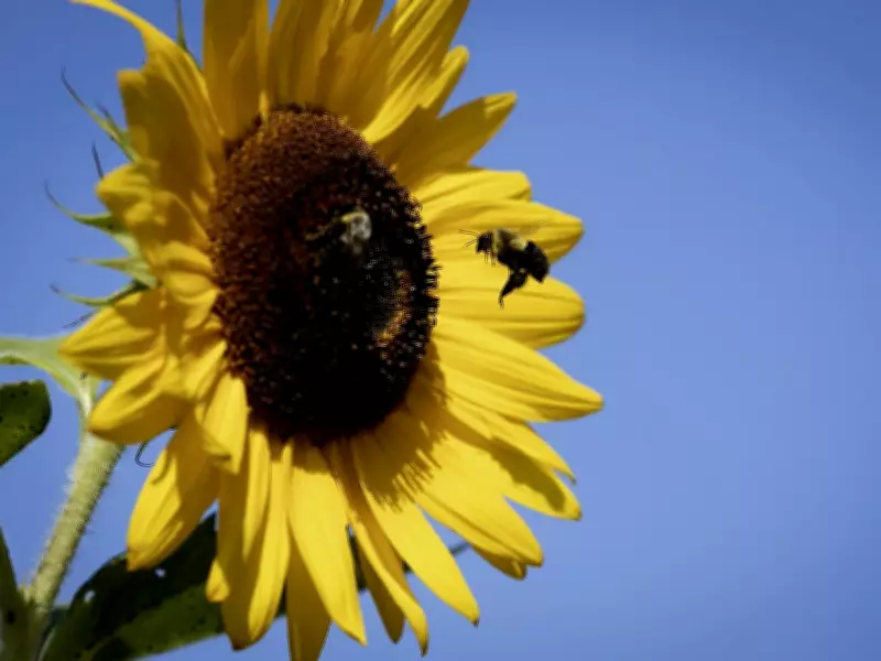 Boost Your Vegetable Garden with Pollinator-Friendly Flowers and Safe Newspaper Mulch