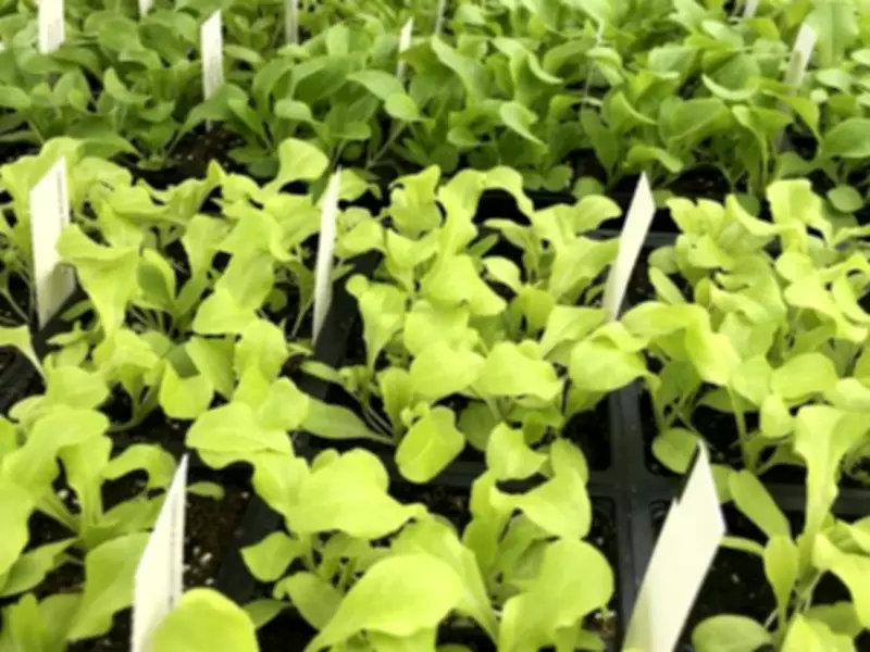 Brian Minter: Spring Garden Gambling Strategies for Success