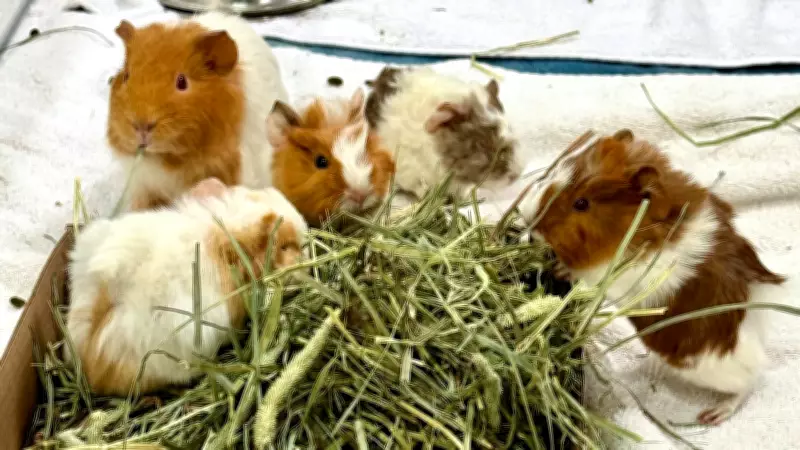 Calgary Animal Rescue Group Saves 50 Guinea Pigs, Some with Ringworm