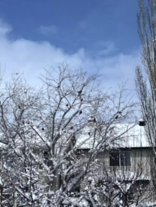 Calgary Braces for Heavy Snowfall as Winter Storm Continues Through Weekend