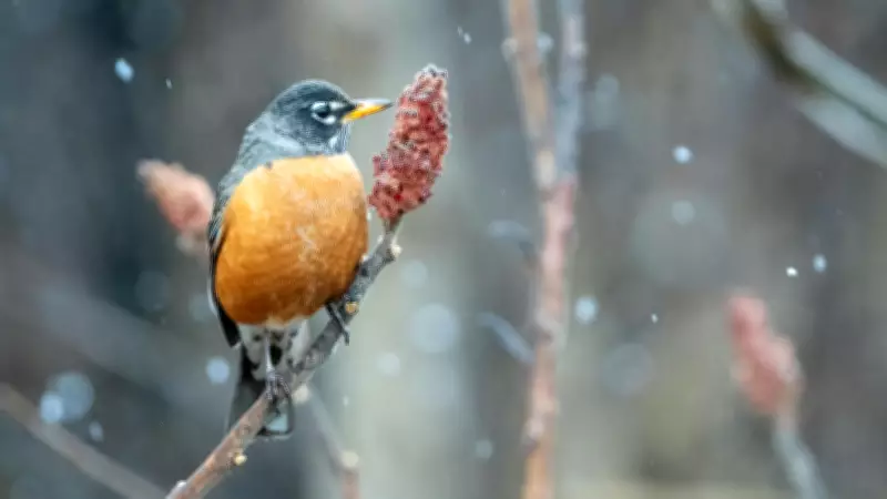 Calgary Group Urges Lights Out to Protect Migrating Birds This Spring