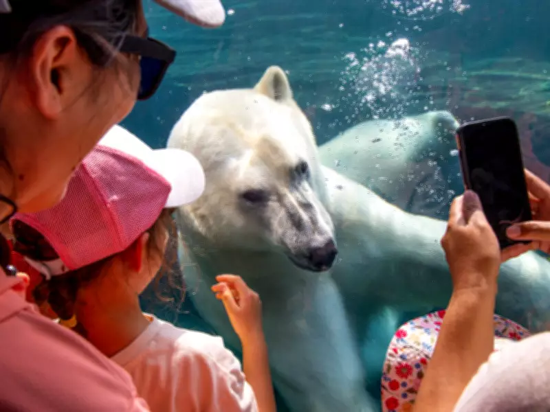 Calgary Zoo Welcomes New Polar Bear Yellé to Wild Canada Exhibit
