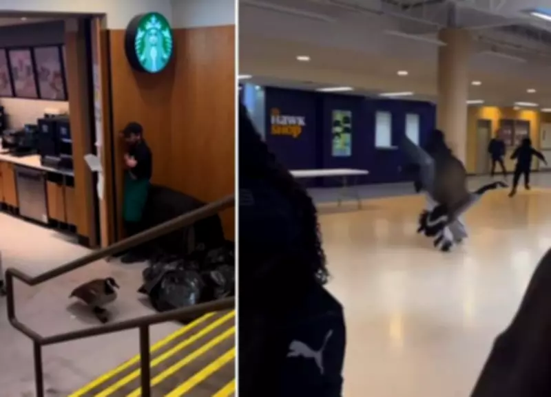 Canada Goose Startles Starbucks Patrons at Wilfrid Laurier University Campus