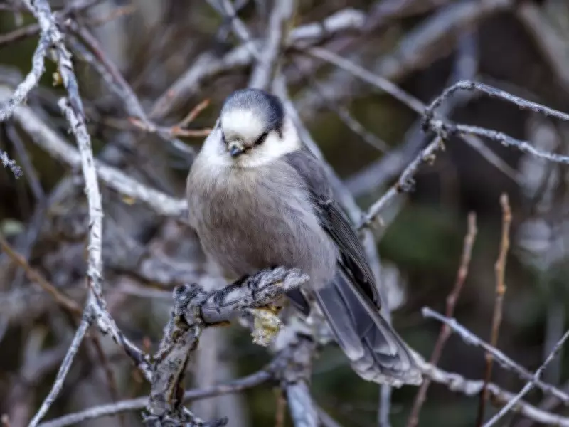 Canada Jay: A Superior National Bird Candidate Over the Messy Canada Goose