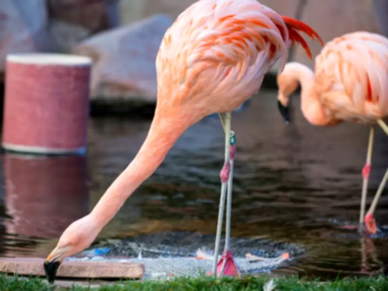Canadian Tourist Faces Felony Charges for Alleged Flamingo Kidnapping and Torture in Las Vegas