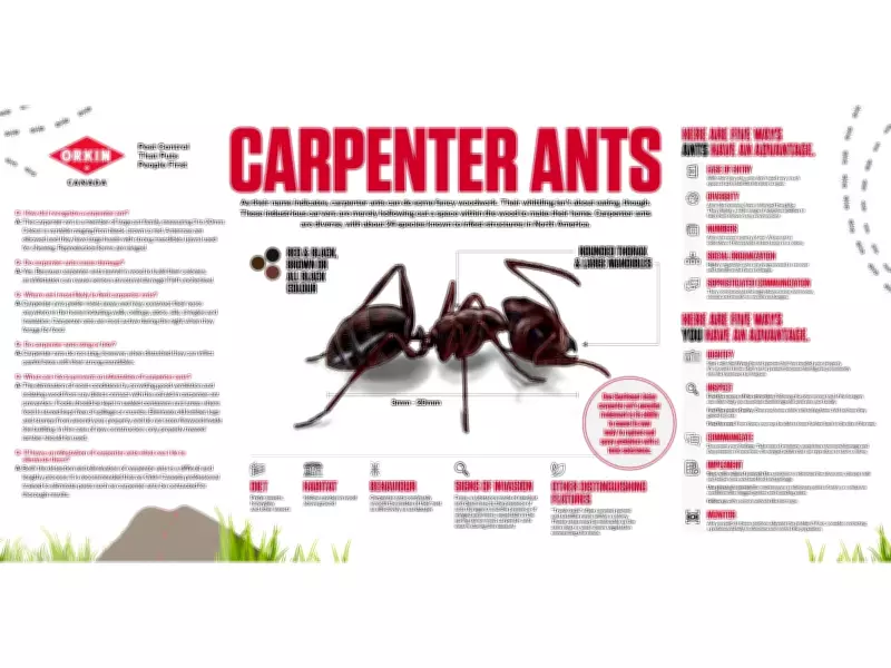 Carpenter Ants: The Silent Threat to Canadian Homes and How to Stop Them