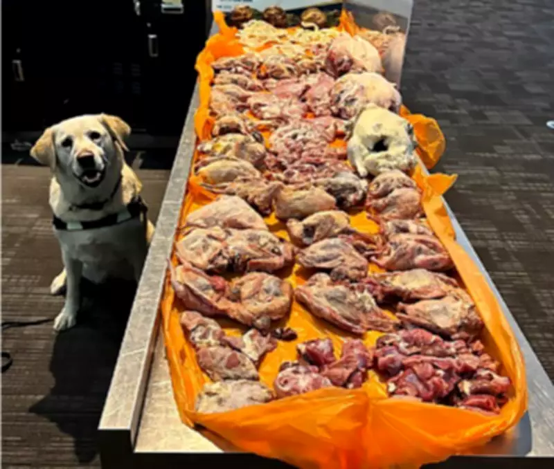 CBSA Detector Dog at Toronto Pearson Seizes 22.5 kg of Raw Meat from Egyptian Passenger
