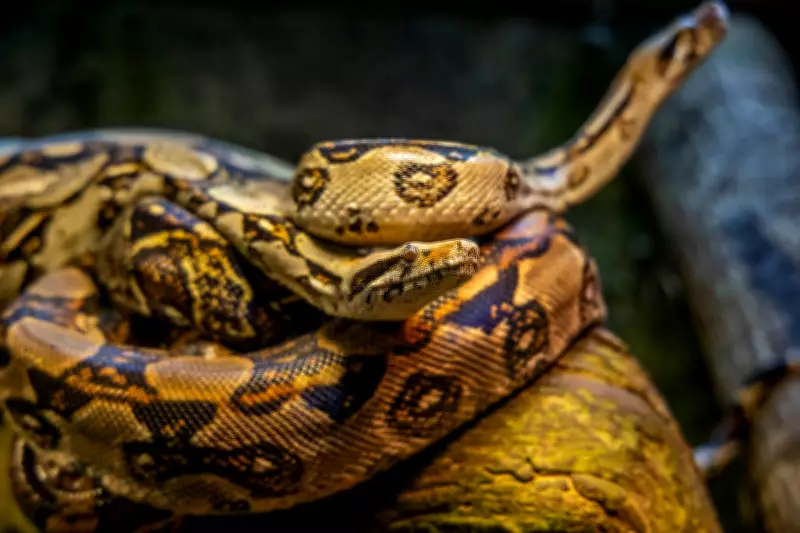 Childhood Environment Shapes Fear of Snakes, New Research Reveals