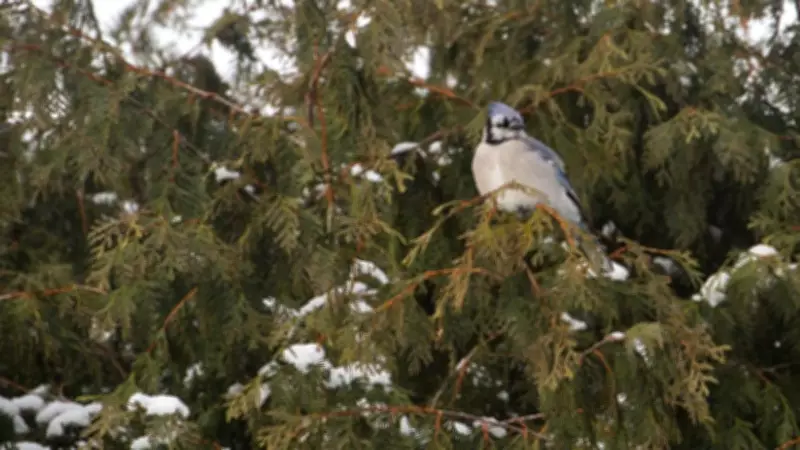 Chilly Winds and Freezing Drizzle Grip London Area Today