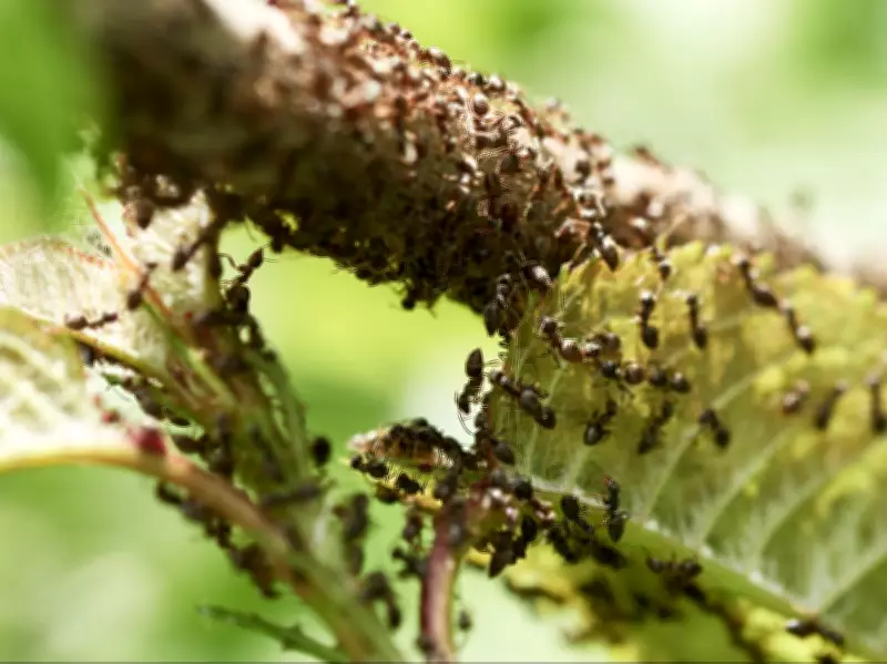 Chinese National Busted for Smuggling 2,000 Queen Ants from Kenya