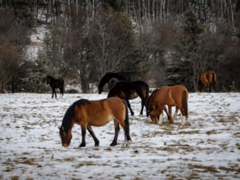 Coal Mining in Clearwater County: The Hidden Cost to Wild Horses and Rescue Organizations