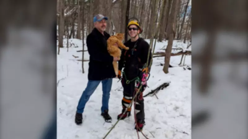 Community Unites to Rescue Orange Cat Trapped in Orléans Tree for Days