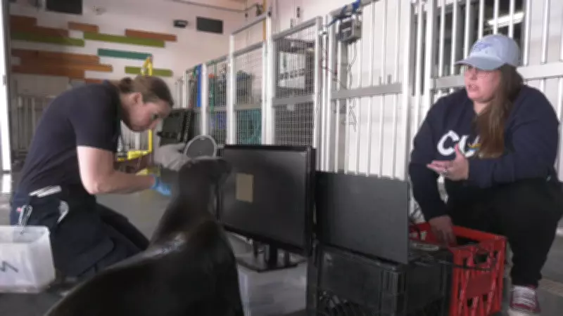 Concordia University and Edmonton Valley Zoo Study Seal Vision and Cognition